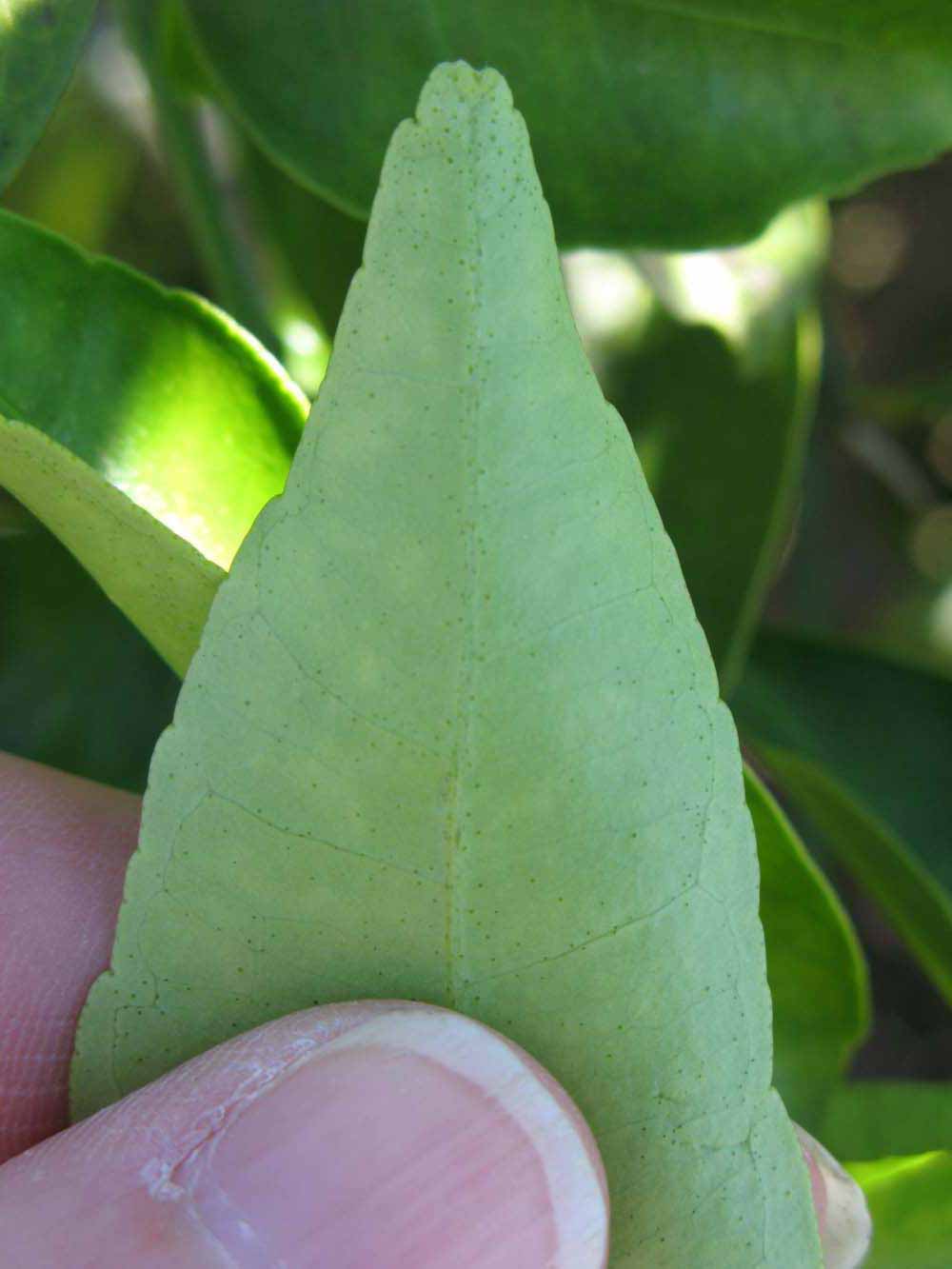              Margin (Winter Haven, FL)       